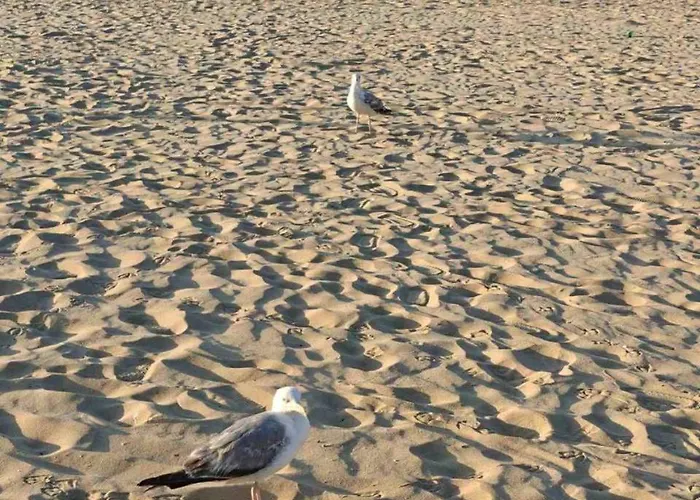 Magnolia 7 New For Your Vacation In Sunny Σάνι Μπιτς