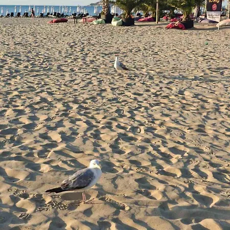 Magnolia 7 New For Your Vacation In Sunny ساني بيتش